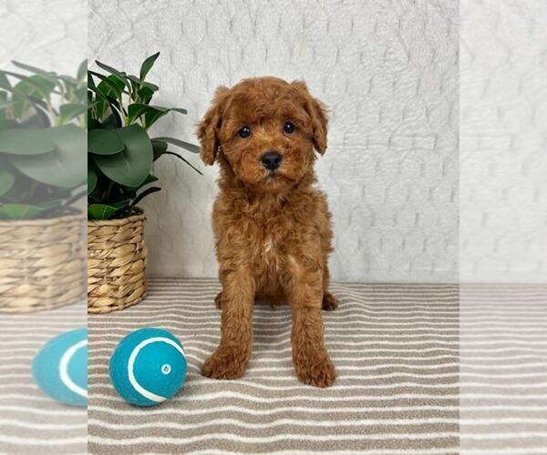 Medium Photo #1 Cavapoo Puppy For Sale in GREENFIELD, IN, USA