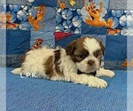 Small #1 Shih Tzu