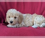Small Photo #5 Bichpoo Puppy For Sale in LANCASTER, PA, USA