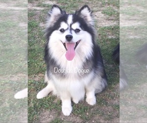 Mother of the Pomsky puppies born on 06/05/2025