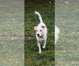 Jack Russell Terrier-Unknown Mix Dogs for adoption in Aurora, IN, USA