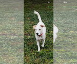 Small Jack Russell Terrier Mix