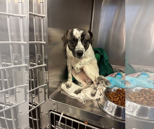 Medium Photo #2 Chihuahua-Unknown Mix Puppy For Sale in Newport Beach, CA, USA