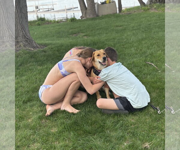 Medium Photo #7 Mutt Puppy For Sale in Fargo, ND, USA