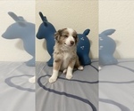 Small Photo #3 Miniature Australian Shepherd Puppy For Sale in ATHENS, TX, USA