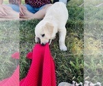 Small Golden Retriever