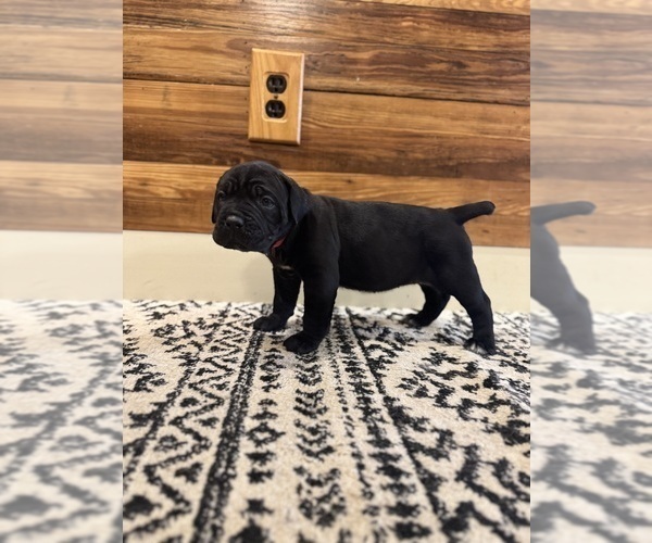 Medium Photo #3 Cane Corso Puppy For Sale in BARBOURSVILLE, VA, USA