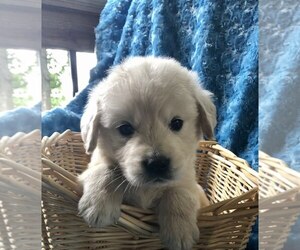 English Cream Golden Retriever Puppy for sale in DOSS, MO, USA