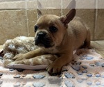 Small Photo #13 American Bullnese-French Bulldog Mix Puppy For Sale in DISCOVERY BAY, CA, USA