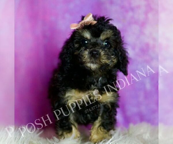 Medium Photo #119 Poodle (Miniature) Puppy For Sale in WARSAW, IN, USA