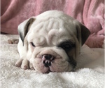 Small Photo #10 English Bulldog Puppy For Sale in CHARLESTON, SC, USA