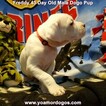 Small Photo #268 Dogo Argentino Puppy For Sale in PINEVILLE, MO, USA