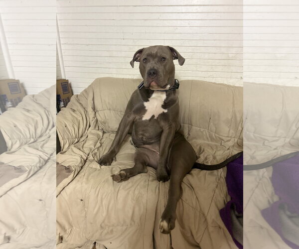 Medium Photo #1 American Pit Bull Terrier Puppy For Sale in Woodland, CA, USA