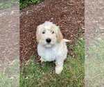 Puppy Orange Miniature Labradoodle