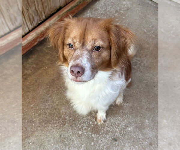 Medium Photo #4 Colonial Cocker Spaniel-Unknown Mix Puppy For Sale in Oak Bluffs, MA, USA
