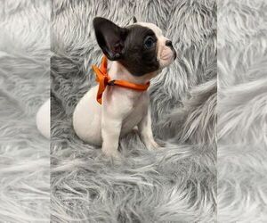 French Bulldog Puppy for sale in CHARLESTON, SC, USA