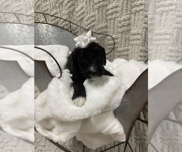 Medium Photo #3 Aussiedoodle Puppy For Sale in PASCAGOULA, MS, USA