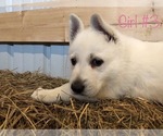 Small Photo #12 German Shepherd Dog Puppy For Sale in FOSTER, KY, USA