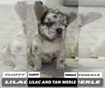 Small #6 French Bulldog