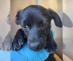 Mutt Dogs for adoption in San Antonio, TX, USA