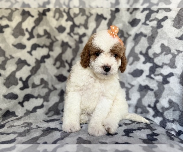 Medium Photo #5 Cavapoo (Miniature) Puppy For Sale in LAKELAND, FL, USA