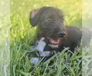 MacKenzie - Female Mutt Dog for Adoption - Photo #5