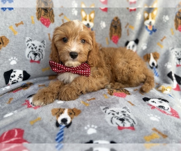 Medium Photo #4 Cavapoo (Miniature) Puppy For Sale in LAKELAND, FL, USA