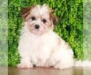 Havanese Puppy for sale in MOUNT VERNON, OH, USA