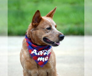 Meatball - Male Mutt Dog for Adoption - Photo #7
