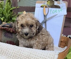 Yorkshire Terrier Puppy for sale in THORP, WI, USA