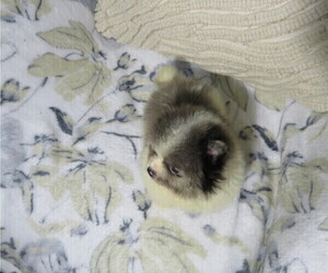 Pomeranian Puppy for sale in COOKEVILLE, TN, USA