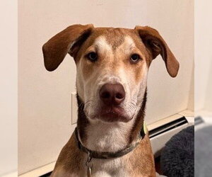 Mutt Dogs for adoption in Canton, CT, USA