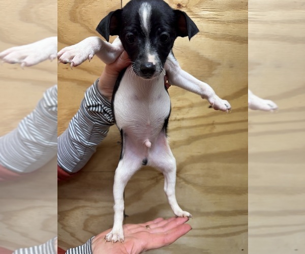 Medium Photo #4 Rat Terrier Puppy For Sale in WHITAKERS, NC, USA