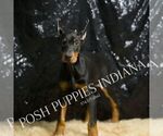 Small Photo #52 Doberman Pinscher Puppy For Sale in WARSAW, IN, USA