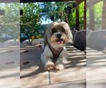 Small Photo #1 Shih Apso Puppy For Sale in Plantation, FL, USA