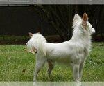 Small Photo #10 Jack Russell Terrier-Papillon Mix Puppy For Sale in Arlington, WA, USA