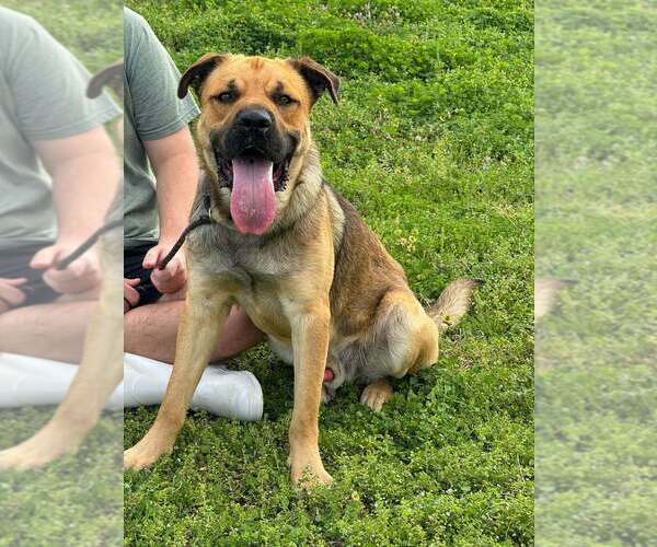 Medium Photo #4 Mutt Puppy For Sale in Abbeville, LA, USA