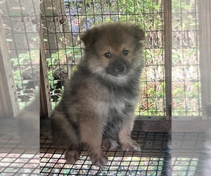 Miniature American Shepherd-Pomeranian Mix Puppy for sale in MARION, SC, USA