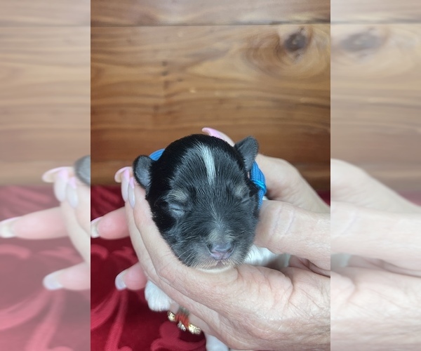 Medium Photo #7 Schnauzer (Miniature) Puppy For Sale in BIG CABIN, OK, USA