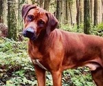 Small #18 Rhodesian Ridgeback