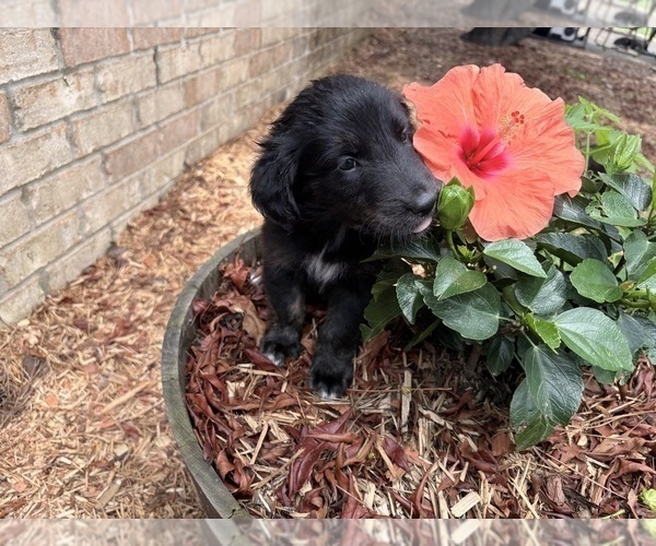 Medium Photo #2 Gollie Puppy For Sale in SANTA ROSA BEACH, FL, USA