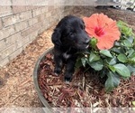 Small #1 Gollie