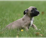 Small #3 Boxer Mix