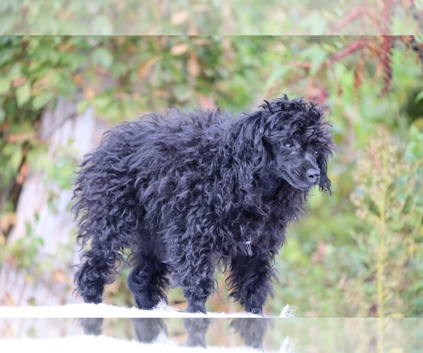 Medium Photo #12 Poodle (Toy) Puppy For Sale in DYERSBURG, TN, USA