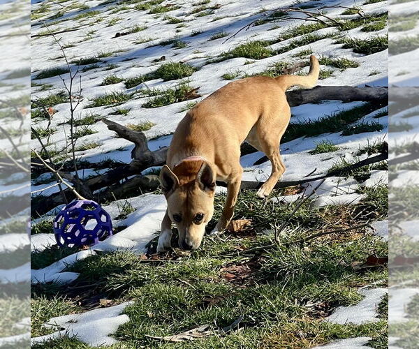 Medium Photo #3 Shiba Inu-Unknown Mix Puppy For Sale in Springdale, PA, USA