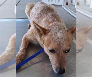 Texas Heeler Dogs for adoption in Bakersfield, CA, USA