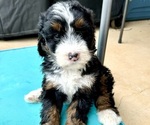 Puppy Snickers Bernedoodle
