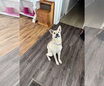 Small #4 Labrador Retriever Mix