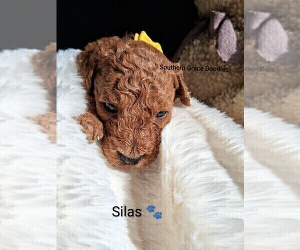 Medium Photo #13 Goldendoodle (Miniature) Puppy For Sale in GASTONIA, NC, USA