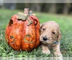 Small Photo #14 Goldendoodle Puppy For Sale in CROCKETT, TX, USA